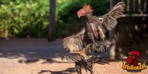 ข่าวไก่ชน