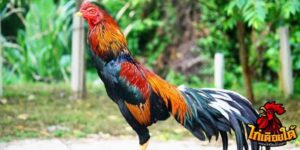 ข่าวไก่ชน