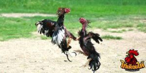 ข่าวไก่ชน