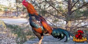 ข่าวไก่ชน