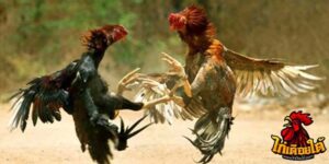 ข่าวไก่ชน