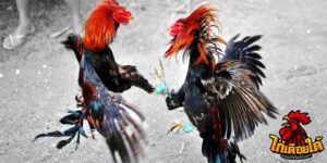 ข่าวไก่ชน