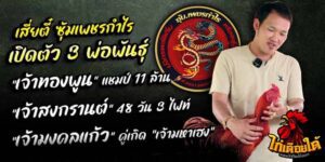 ข่าวไก่ชน