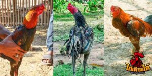 ข่าวไก่ชน