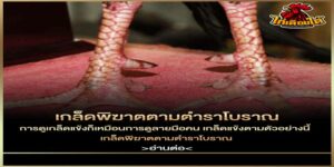ข่าวไก่ชน