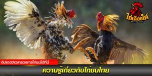 กฎกติกาในการชนไก่