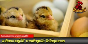 การฝักลูกไก่