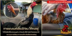 การรณรงค์เลี้ยงไก่ชน