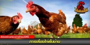 การเลี้ยงไก่พื้นบ้าน
