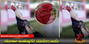 ข่าวไก่ชน สายพันธุ์ไก่ชน