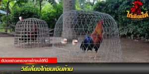 วิธีเลี้ยงไก่ชน