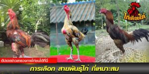 สายพันธุ์ไก่