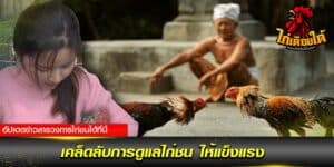 เคล็ดลับการดูแลไก่ชน