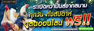 แทงไก่ชน