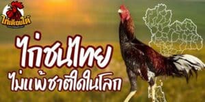 ไก่ชนกับภูมิปัญญาไทย