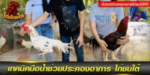 ไก่ชนใต้