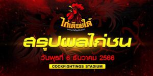ผลไก่ชน ชนไก่วันนี้