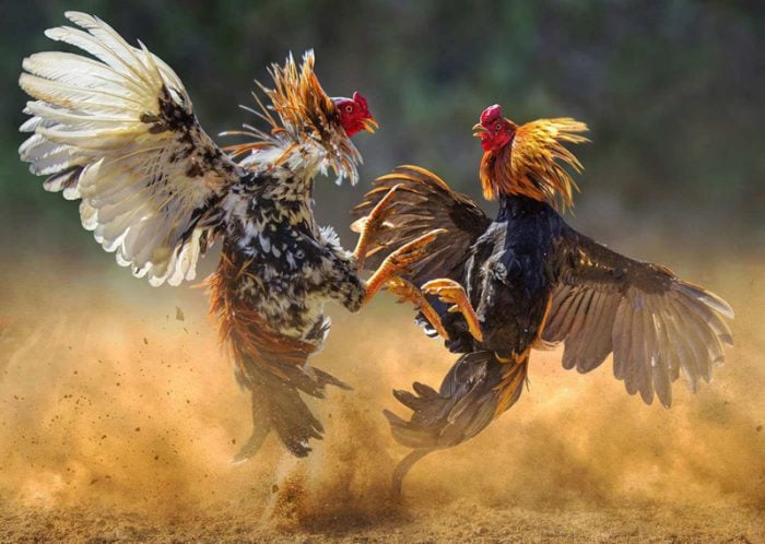 ตีไก่
