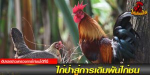 ไก่ชน24