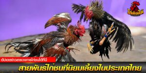 เบิ่งไก่ชน