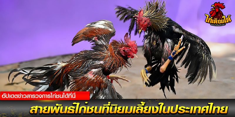 เบิ่งไก่ชน