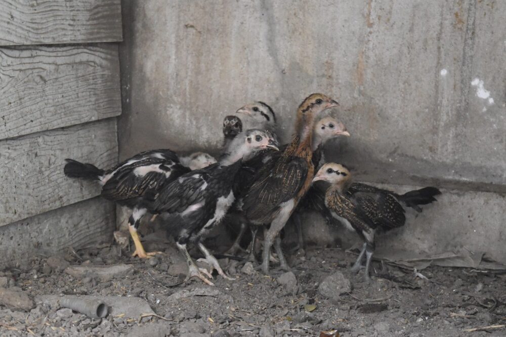 ตีไก่