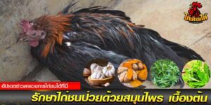 ข้าวไก่ชน
