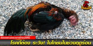ข่าวสารไก่ชน
