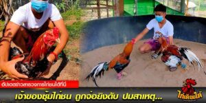 ข่าวไก่ชน ไก่ใต้