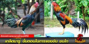 สนามกีฬาชนไก่