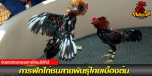 เว็บไก่ชนไทย