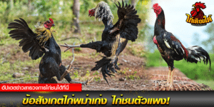 ไก่ชนพม่า