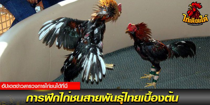 เว็บไก่ชนไทย