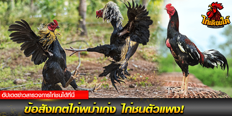 ไก่ชนพม่า