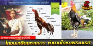 เว็บไก่ชนสด