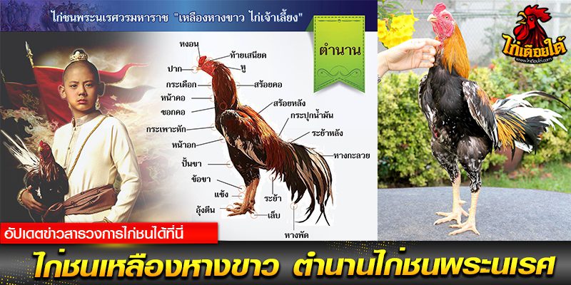เว็บไก่ชนสด