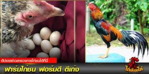 ฟาร์มไก่ชน