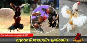 สนามชนไก่ ดังๆ