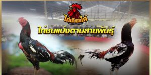 สายพันธุ์ไก่ชน