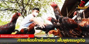 ไก่ชน เงินล้านถ่ายทอดสด