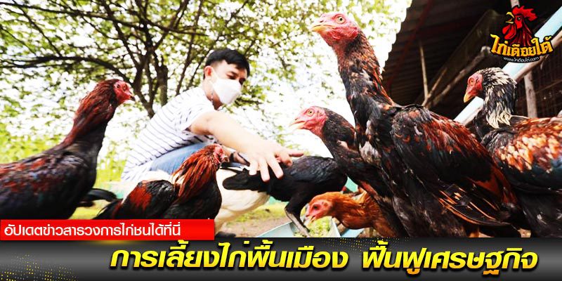 ไก่ชน เงินล้านถ่ายทอดสด
