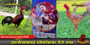 ไก่ชน เจ้าไกรทอง