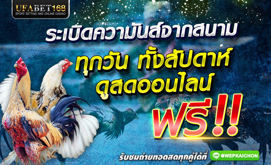 เดิมพันไก่ชน