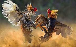 แทงไก่ชน
