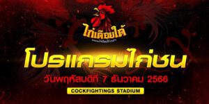 ไฮไล่ท์ไก่ชนล่าสุด