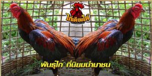 เรื่องน่ารู้ พันธุ์ไก่ชน
