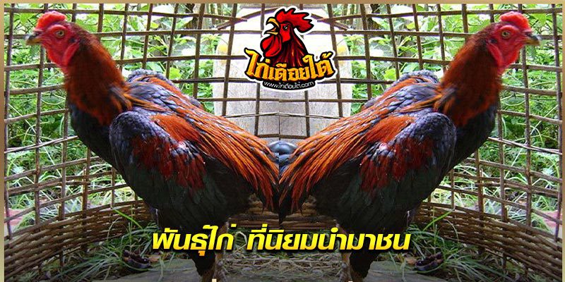 ไก่ชนชมฟรี