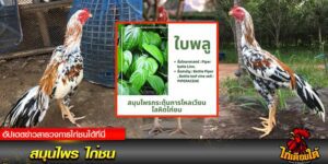 ไก่ชน สนทนา
