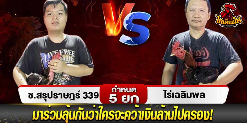 ไฮไลท์ ไก่ชน วันนี้
