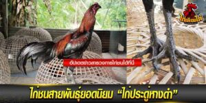 วิธีคัดไก่ชน